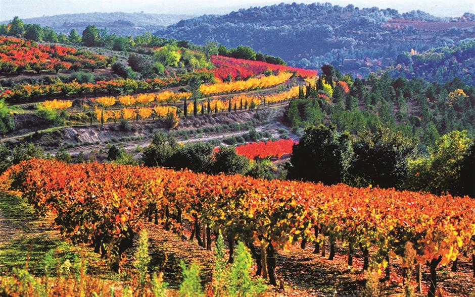 Sarnies with elegant pink wines