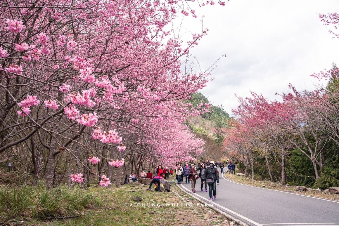 [Taichung] 2023 Wuling Farm Cherry Blossom Season Day Tour | Cherry Blossom Viewing Bus Online Ticket Purchase Process and Viewing Route Map